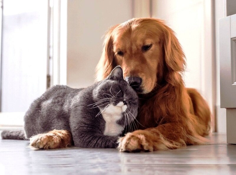 Titrat, agreabil pentru prietenie, casatorie